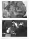 Fig. 05 - Hydrangea plant named 'Grace'
