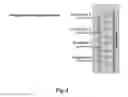 Fig. 05 - Method for measuring bacterial growth and antibiotic resistance using suspended microchannel resonators