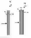 Fig. 02 - Composite material with a ballistic protective effect