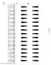 Fig. 81 - TEMPLATE FOR THREE-DIMENSIONAL THIN-FILM SOLAR CELL MANUFACTURING AND METHODS OF USE