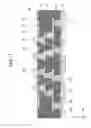 Fig. 18 - Wiring substrate and manufacturing method thereof