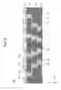 Fig. 20 - Wiring substrate and manufacturing method thereof