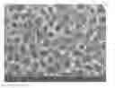 Fig. 01 - Method for synthesis of titanium dioxide nanotubes using ionic liquids