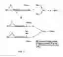 Fig. 04 - Multi-layered macromolecules and methods for their use