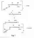 Fig. 06 - Multi-layered macromolecules and methods for their use