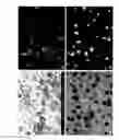 Fig. 02 - Oxide sintered body, production method therefor, target, and transparent conductive film