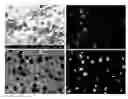 Fig. 01 - Tablet for ion plating, production method therefor and transparent conductive film