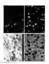 Fig. 02 - Tablet for ion plating, production method therefor and transparent conductive film