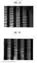 Fig. 08 - Solvent for printing, pattern composition for printing comprising the solvent, and patterning method using the composition