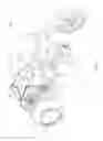 Fig. 02 - Tricycle With Wheelchair Platform