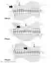 Fig. 08 - Mechanisms for creating undulating motion, such as for propulsion, and for harnessing the energy of moving fluid