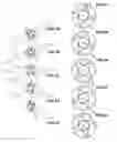 Fig. 13 - Mechanisms for creating undulating motion, such as for propulsion, and for harnessing the energy of moving fluid