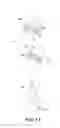 Fig. 12 - Process cartridge and electrophotographic image forming apparatus
