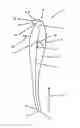 Fig. 01 - Guide vane for a turbo-compressor, guide vane arrangement, turbo-compressor, motor vehicle and method