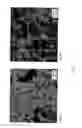 Fig. 14 - Sintered material, ferrous sintered sliding material, producing method of the same, sliding member, producing method of the same and coupling device