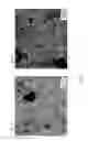 Fig. 18 - Sintered material, ferrous sintered sliding material, producing method of the same, sliding member, producing method of the same and coupling device