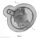 Fig. 13 - CHEMILUMINESCENT DEVICE WITH TIME DELAY ACTIVATION