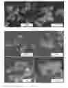 Fig. 11 - Combustion synthesis method and boron-containing materials produced therefrom