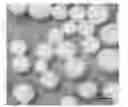Fig. 01 - PROCESS FOR TREATING CATALYST PRECURSORS
