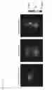 Fig. 08 - PANCREATIC ENDOCRINE CELL INDICATING AGENT AND UTILIZATION OF SAME