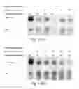 Fig. 02 - Methods for conjugating nucleic acids with small molecules