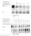 Fig. 03 - Methods for conjugating nucleic acids with small molecules