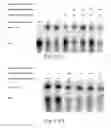 Fig. 04 - Methods for conjugating nucleic acids with small molecules