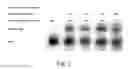 Fig. 05 - Methods for conjugating nucleic acids with small molecules