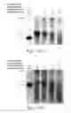 Fig. 10 - Methods for conjugating nucleic acids with small molecules