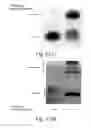 Fig. 12 - Methods for conjugating nucleic acids with small molecules