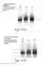 Fig. 13 - Methods for conjugating nucleic acids with small molecules