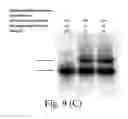 Fig. 14 - Methods for conjugating nucleic acids with small molecules