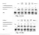 Fig. 15 - Methods for conjugating nucleic acids with small molecules