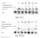 Fig. 16 - Methods for conjugating nucleic acids with small molecules