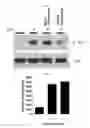 Fig. 05 - MICROVESICLES DERIVED FROM NUCLEATED, MAMMALIAN CELLS AND USE THEREOF