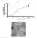 Fig. 07 - MICROVESICLES DERIVED FROM NUCLEATED, MAMMALIAN CELLS AND USE THEREOF