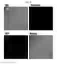 Fig. 10 - MICROVESICLES DERIVED FROM NUCLEATED, MAMMALIAN CELLS AND USE THEREOF