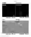 Fig. 12 - MICROVESICLES DERIVED FROM NUCLEATED, MAMMALIAN CELLS AND USE THEREOF