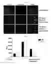 Fig. 13 - MICROVESICLES DERIVED FROM NUCLEATED, MAMMALIAN CELLS AND USE THEREOF