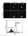 Fig. 14 - MICROVESICLES DERIVED FROM NUCLEATED, MAMMALIAN CELLS AND USE THEREOF