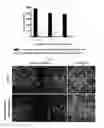 Fig. 17 - MICROVESICLES DERIVED FROM NUCLEATED, MAMMALIAN CELLS AND USE THEREOF