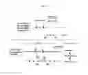 Fig. 02 - Genetically modified rat models for severe combined immunodeficiency (SCID)