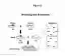 Fig. 03 - Genetically modified rat models for severe combined immunodeficiency (SCID)