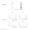 Fig. 03 - Use of gingival fibroblasts for vascular cell therapy