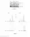 Fig. 04 - Use of gingival fibroblasts for vascular cell therapy
