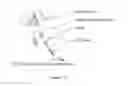 Fig. 16 - Use of gingival fibroblasts for vascular cell therapy