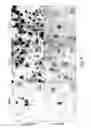 Fig. 05 - HEMATOPOIETIC STROMAL PROGENITOR CELLS AND USES THEREOF