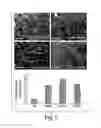 Fig. 06 - HEMATOPOIETIC STROMAL PROGENITOR CELLS AND USES THEREOF