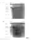 Fig. 02 - RENAL-FUNCTION-AMELIORATING AGENT