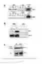Fig. 02 - Method of reducing side effects associated with administration of tissue plasminogen activator (tPA)